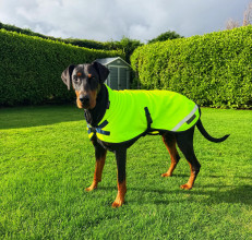 Hundejacke, Neongelb