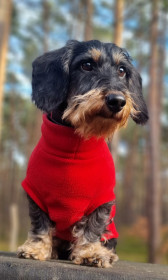 Dackelpullover, Rot Dackelpullover, Rot