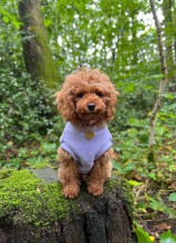 Hundepullunder, Lavendel