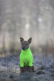 Hundepullover, Neongelb
