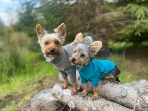 Hundepullover, Türkis, Koalagrau