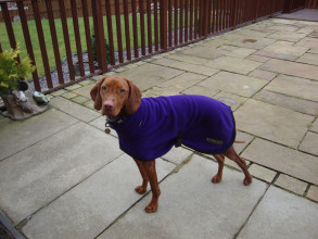Rollkragenjacke, Lila