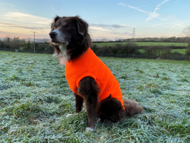 Hundepullunder, Leuchtend Orange