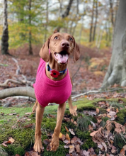 Hundepullunder, Rosa