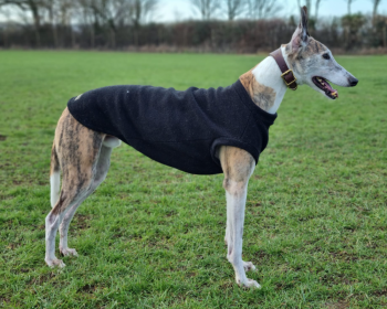 Hundepullunder, Schwarz