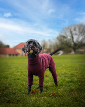 Hundeanzug, Maulbeere