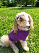 T-Shirt-Torso, Amethyst