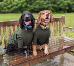 Hundepullover, Dunkelgrün