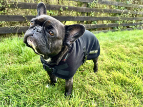 Hundejacke, Schwarz