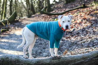 Hundepullover, Türkis