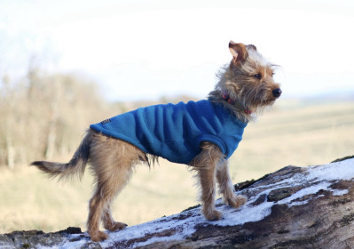 Hundepullunder, Dunkles Türkis