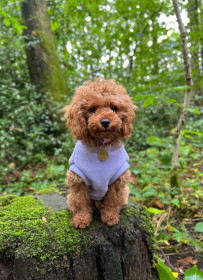 Hundepullunder, Lavendel