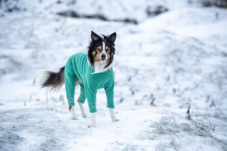 Hundeanzug, Grüne Minze