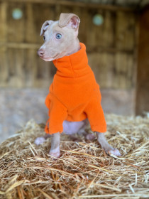 Hundepullover, Leuchtend Orange