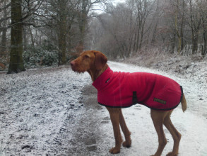 Rollkragenjacke, Rot