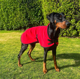 Hundejacke, Rot