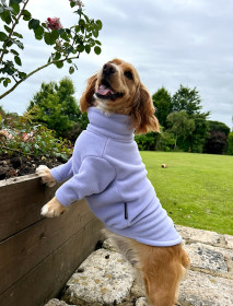Hundepullover, Lavendel