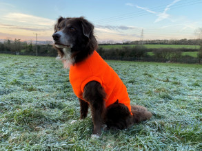 Hundepullunder, Leuchtend Orange
