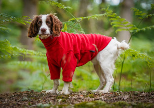 Hundepullover, Rot