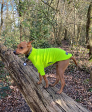 Hundepullover, Neongelb