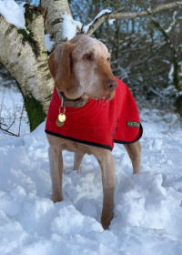 Rollkragenjacke, Rot